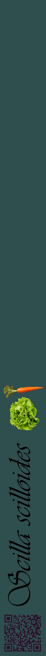 Étiquette de : Scilla scilloides - format a - style noire58viv avec qrcode et comestibilité simplifiée