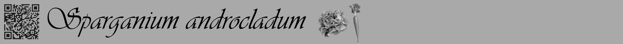 Étiquette de : Sparganium androcladum - format a - style noire13viv avec qrcode et comestibilité simplifiée