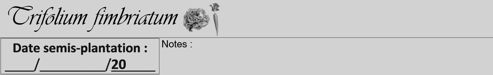Étiquette de : Trifolium fimbriatum - format a - style noire14viv avec comestibilité simplifiée