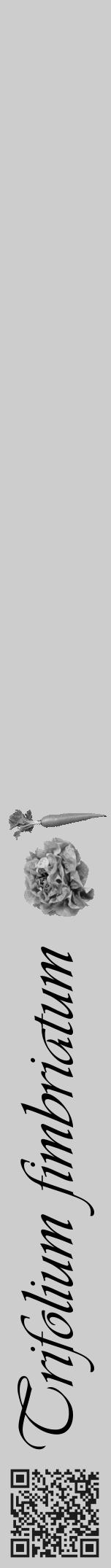 Étiquette de : Trifolium fimbriatum - format a - style noire41viv avec qrcode et comestibilité simplifiée - position verticale