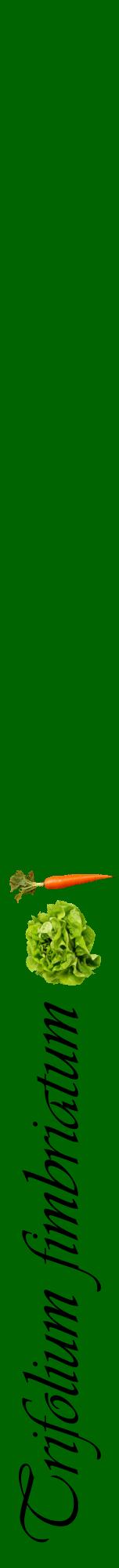 Étiquette de : Trifolium fimbriatum - format a - style noire8viv avec comestibilité simplifiée
