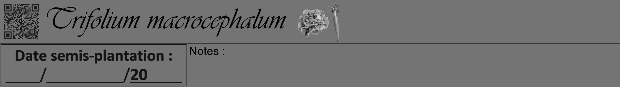 Étiquette de : Trifolium macrocephalum - format a - style noire26viv avec qrcode et comestibilité simplifiée