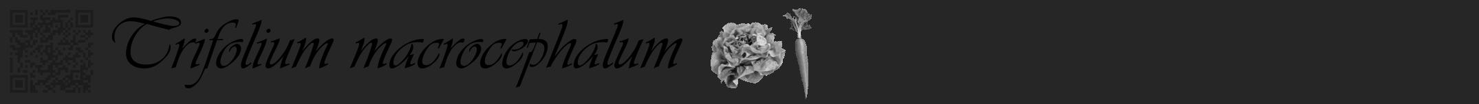 Étiquette de : Trifolium macrocephalum - format a - style noire29viv avec qrcode et comestibilité simplifiée