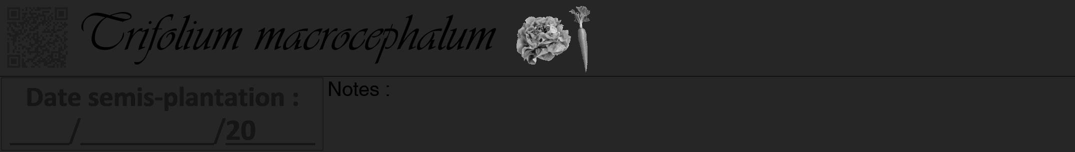 Étiquette de : Trifolium macrocephalum - format a - style noire29viv avec qrcode et comestibilité simplifiée