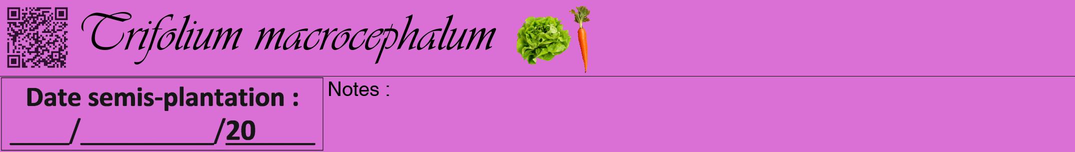 Étiquette de : Trifolium macrocephalum - format a - style noire52viv avec qrcode et comestibilité simplifiée