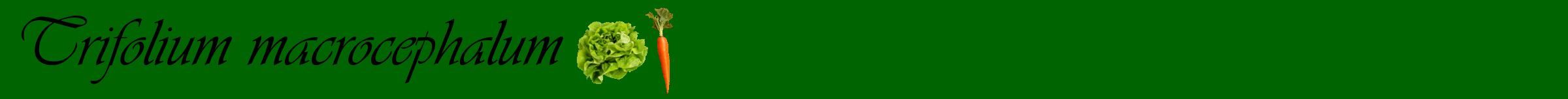 Étiquette de : Trifolium macrocephalum - format a - style noire8simpleviv avec comestibilité simplifiée