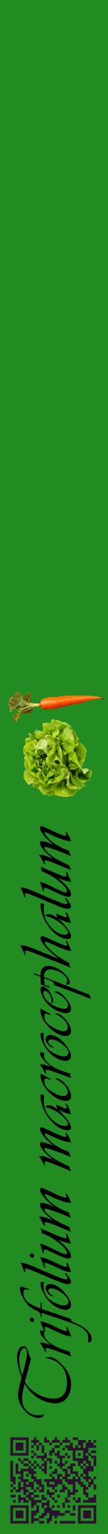 Étiquette de : Trifolium macrocephalum - format a - style noire10viv avec qrcode et comestibilité simplifiée
