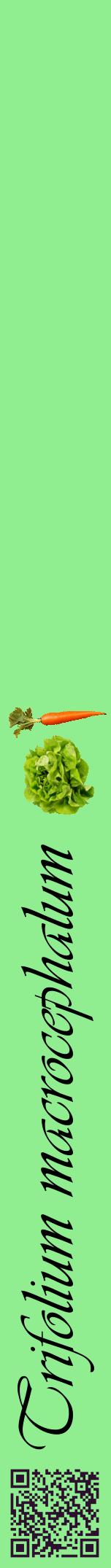 Étiquette de : Trifolium macrocephalum - format a - style noire15viv avec qrcode et comestibilité simplifiée