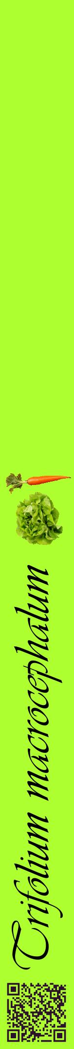 Étiquette de : Trifolium macrocephalum - format a - style noire17viv avec qrcode et comestibilité simplifiée