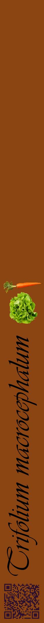 Étiquette de : Trifolium macrocephalum - format a - style noire30viv avec qrcode et comestibilité simplifiée