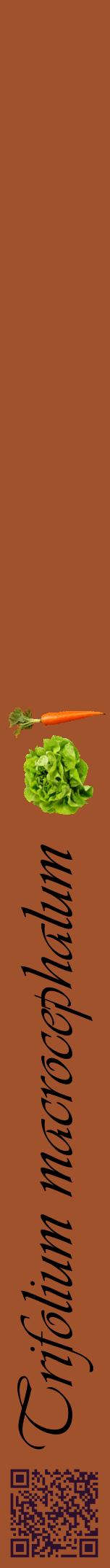 Étiquette de : Trifolium macrocephalum - format a - style noire32viv avec qrcode et comestibilité simplifiée