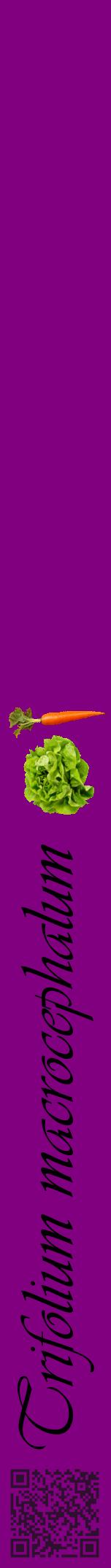 Étiquette de : Trifolium macrocephalum - format a - style noire46viv avec qrcode et comestibilité simplifiée