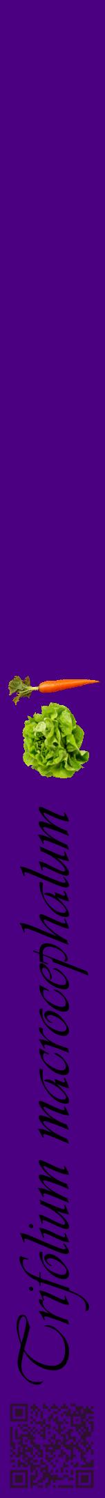 Étiquette de : Trifolium macrocephalum - format a - style noire47viv avec qrcode et comestibilité simplifiée