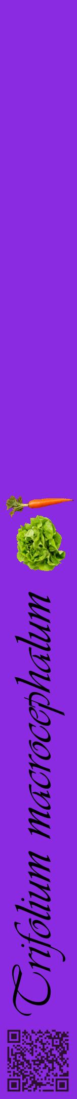 Étiquette de : Trifolium macrocephalum - format a - style noire49viv avec qrcode et comestibilité simplifiée