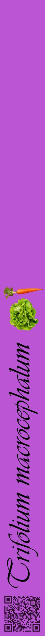 Étiquette de : Trifolium macrocephalum - format a - style noire50viv avec qrcode et comestibilité simplifiée