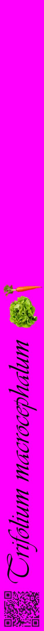 Étiquette de : Trifolium macrocephalum - format a - style noire51viv avec qrcode et comestibilité simplifiée