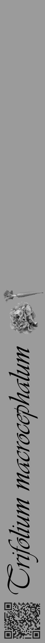 Étiquette de : Trifolium macrocephalum - format a - style noire52viv avec qrcode et comestibilité simplifiée - position verticale