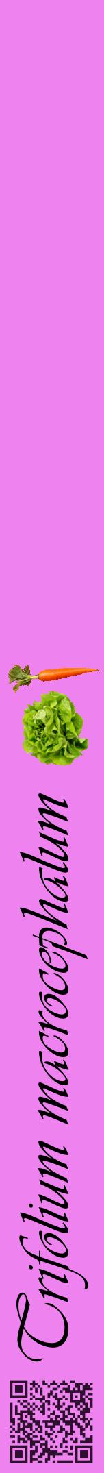 Étiquette de : Trifolium macrocephalum - format a - style noire53viv avec qrcode et comestibilité simplifiée