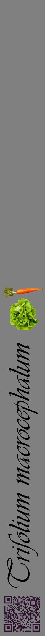 Étiquette de : Trifolium macrocephalum - format a - style noire57viv avec qrcode et comestibilité simplifiée