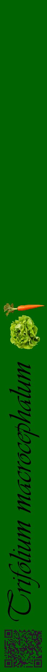 Étiquette de : Trifolium macrocephalum - format a - style noire8viv avec qrcode et comestibilité simplifiée