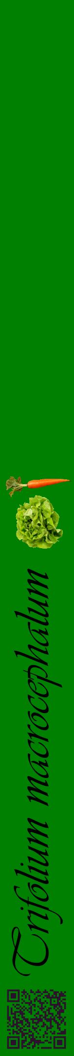 Étiquette de : Trifolium macrocephalum - format a - style noire9viv avec qrcode et comestibilité simplifiée
