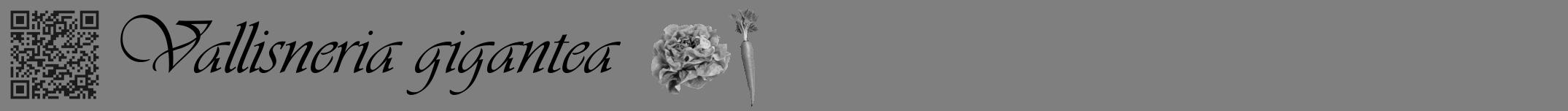 Étiquette de : Vallisneria gigantea - format a - style noire31simpleviv avec qrcode et comestibilité simplifiée