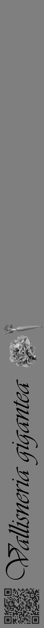 Étiquette de : Vallisneria gigantea - format a - style noire31simpleviv avec qrcode et comestibilité simplifiée - position verticale