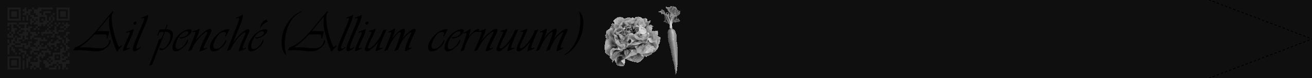 Étiquette de : Allium cernuum - format b - style noire7viv avec qrcode et comestibilité simplifiée