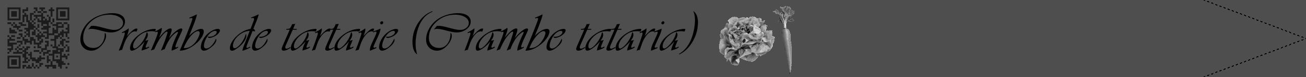 Étiquette de : Crambe tataria - format b - style noire33viv avec qrcode et comestibilité simplifiée