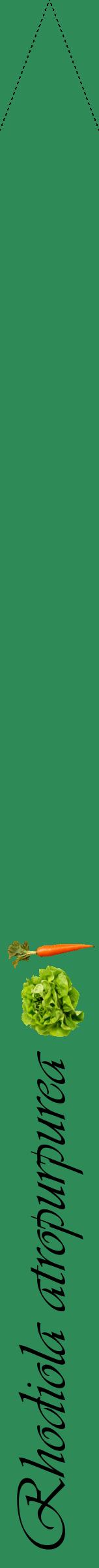 Étiquette de : Rhodiola atropurpurea - format b - style noire11viv avec comestibilité simplifiée
