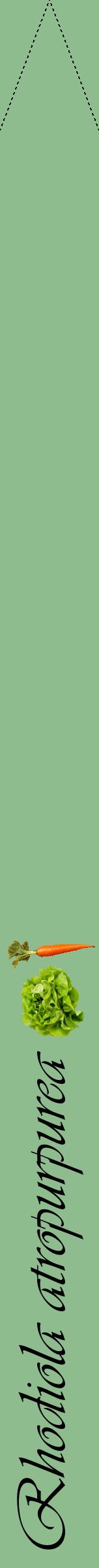 Étiquette de : Rhodiola atropurpurea - format b - style noire13viv avec comestibilité simplifiée