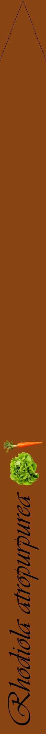 Étiquette de : Rhodiola atropurpurea - format b - style noire30viv avec comestibilité simplifiée
