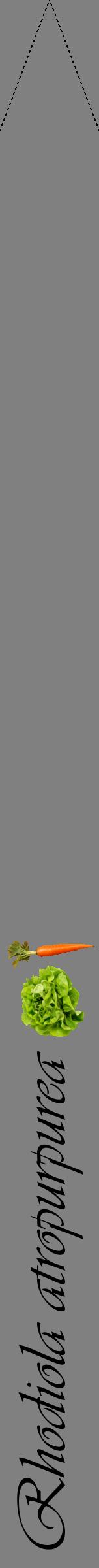 Étiquette de : Rhodiola atropurpurea - format b - style noire57viv avec comestibilité simplifiée