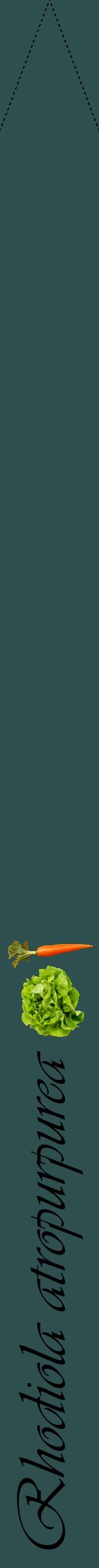 Étiquette de : Rhodiola atropurpurea - format b - style noire58viv avec comestibilité simplifiée