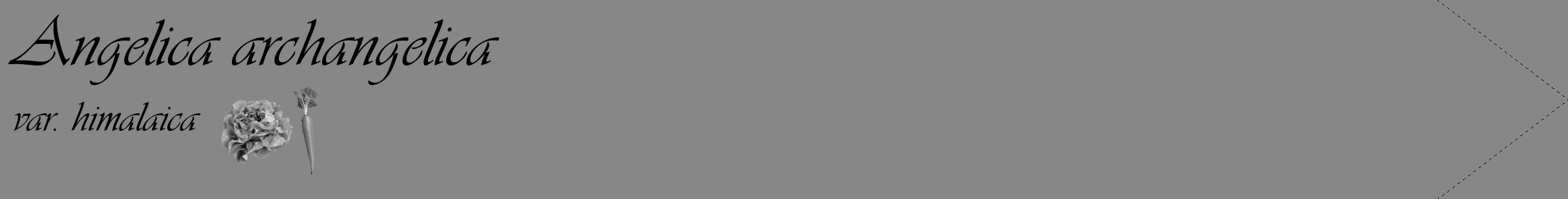 Étiquette de : Angelica archangelica var. himalaica - format c - style noire12_simple_simpleviv avec comestibilité simplifiée