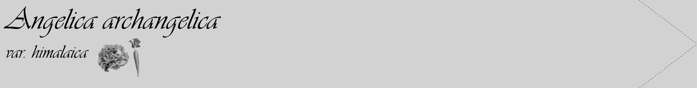 Étiquette de : Angelica archangelica var. himalaica - format c - style noire14_simple_simpleviv avec comestibilité simplifiée