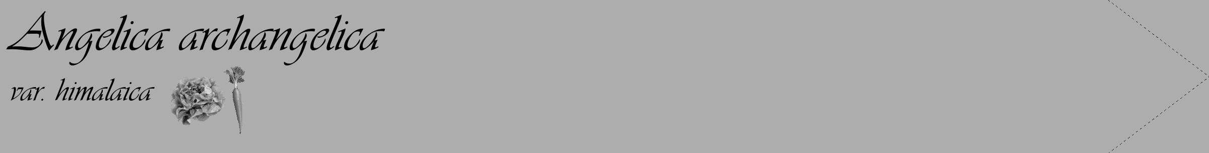 Étiquette de : Angelica archangelica var. himalaica - format c - style noire22_simple_simpleviv avec comestibilité simplifiée