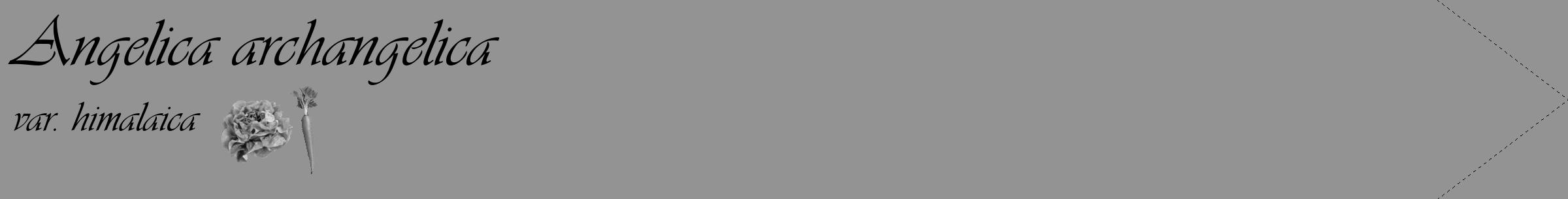 Étiquette de : Angelica archangelica var. himalaica - format c - style noire44_simple_simpleviv avec comestibilité simplifiée