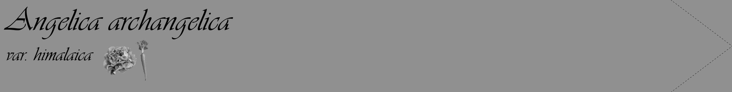 Étiquette de : Angelica archangelica var. himalaica - format c - style noire4_simple_simpleviv avec comestibilité simplifiée