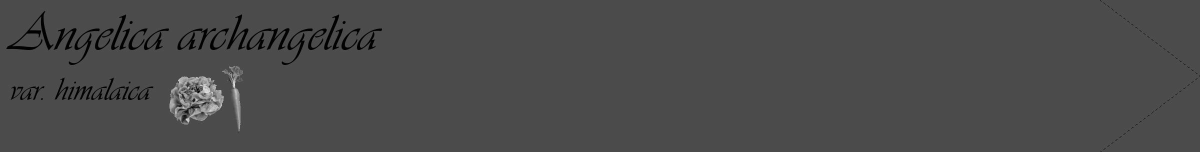 Étiquette de : Angelica archangelica var. himalaica - format c - style noire9_simple_simpleviv avec comestibilité simplifiée