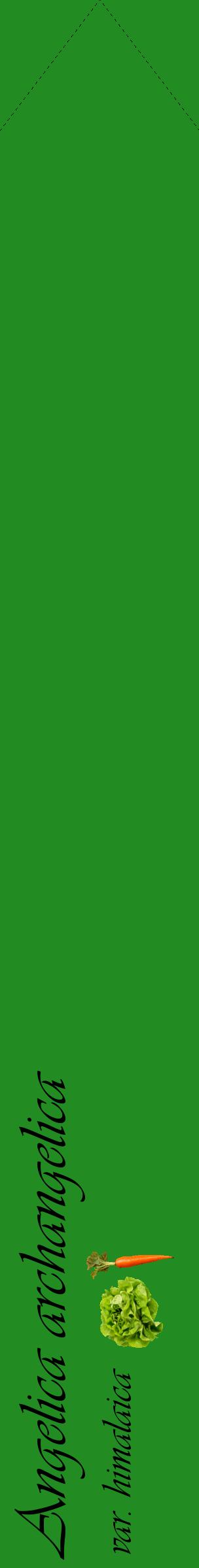 Étiquette de : Angelica archangelica var. himalaica - format c - style noire10_simpleviv avec comestibilité simplifiée
