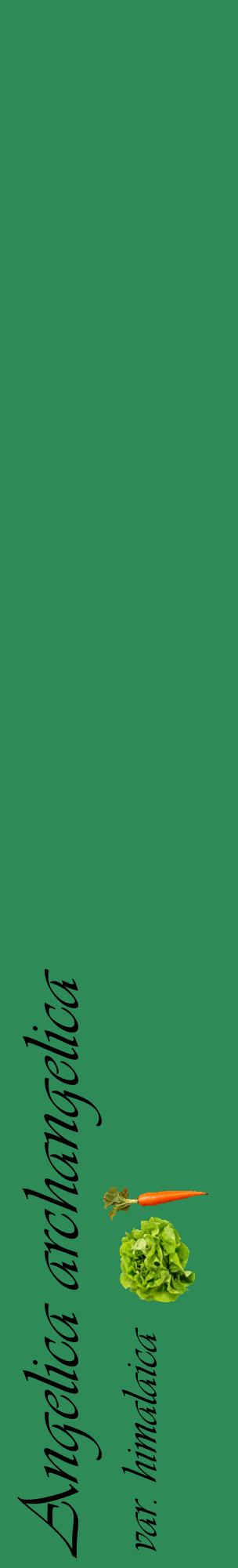 Étiquette de : Angelica archangelica var. himalaica - format c - style noire11_basiqueviv avec comestibilité simplifiée