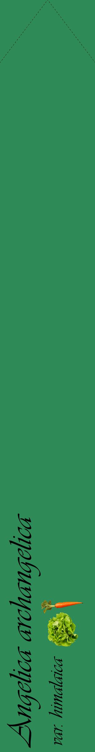 Étiquette de : Angelica archangelica var. himalaica - format c - style noire11_simpleviv avec comestibilité simplifiée