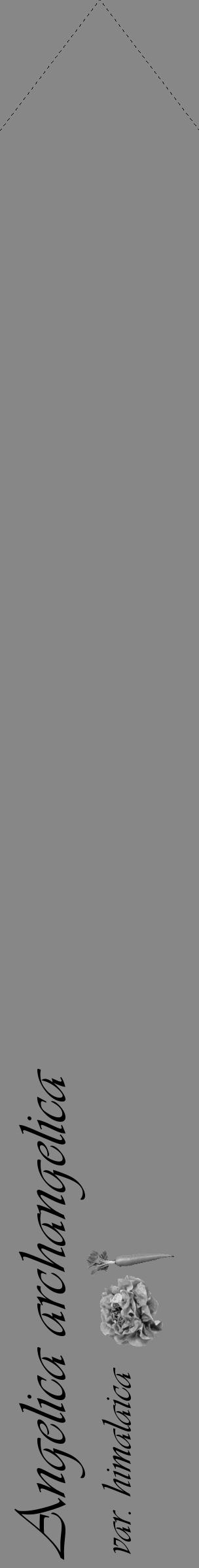 Étiquette de : Angelica archangelica var. himalaica - format c - style noire12_simple_simpleviv avec comestibilité simplifiée - position verticale
