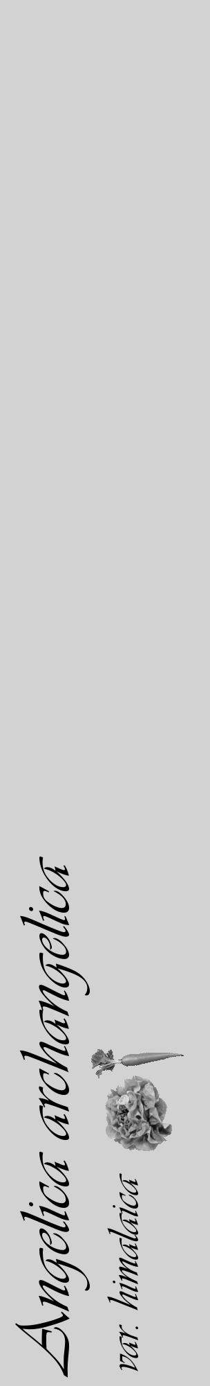 Étiquette de : Angelica archangelica var. himalaica - format c - style noire14_basique_basiqueviv avec comestibilité simplifiée - position verticale