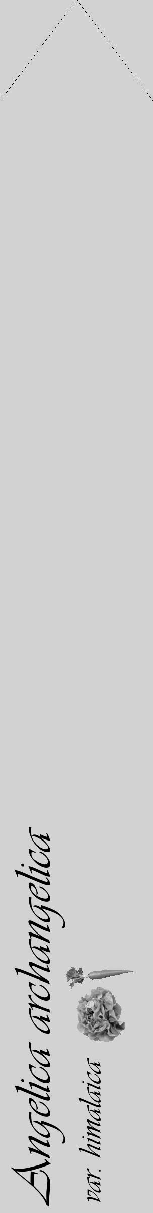 Étiquette de : Angelica archangelica var. himalaica - format c - style noire14_simple_simpleviv avec comestibilité simplifiée - position verticale