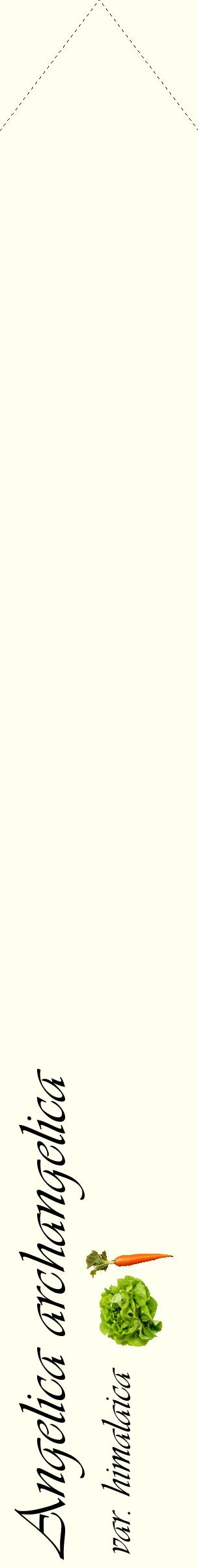 Étiquette de : Angelica archangelica var. himalaica - format c - style noire19_simpleviv avec comestibilité simplifiée