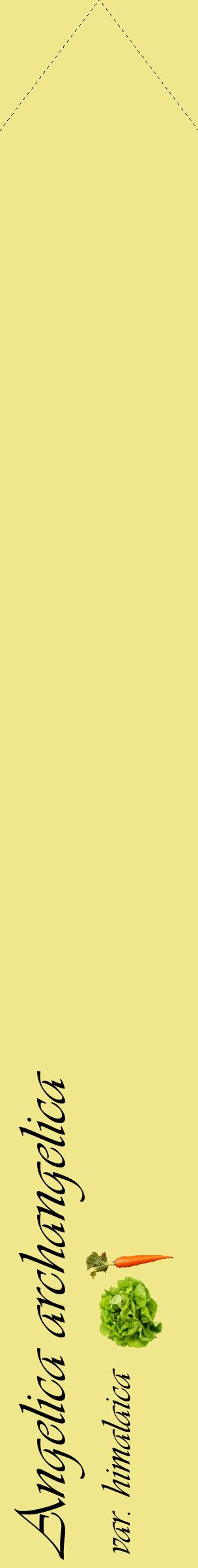 Étiquette de : Angelica archangelica var. himalaica - format c - style noire20_simpleviv avec comestibilité simplifiée