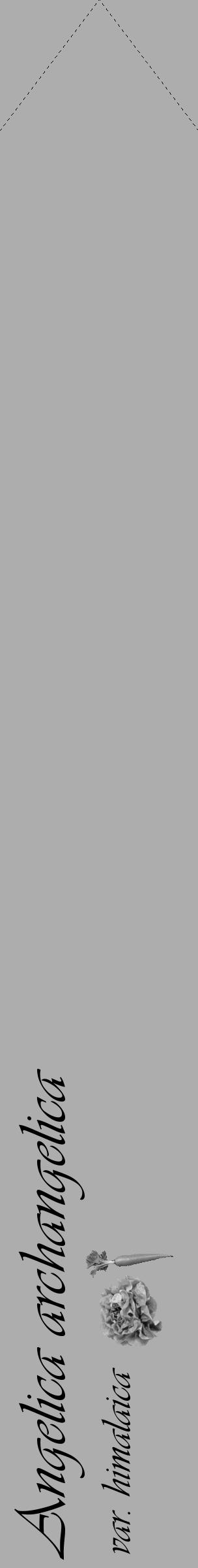 Étiquette de : Angelica archangelica var. himalaica - format c - style noire22_simple_simpleviv avec comestibilité simplifiée - position verticale