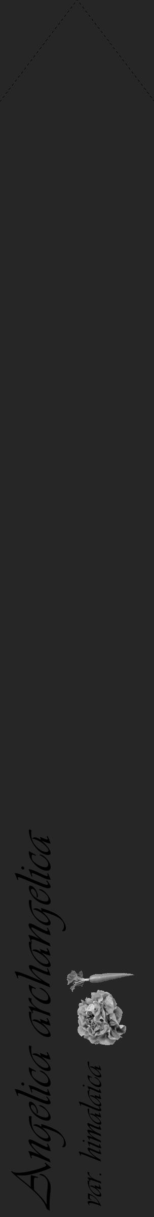 Étiquette de : Angelica archangelica var. himalaica - format c - style noire29_simple_simpleviv avec comestibilité simplifiée - position verticale